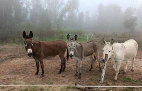 Imagen de WhatsApp 2025-10-31 a las 14.11.15_e13f8289